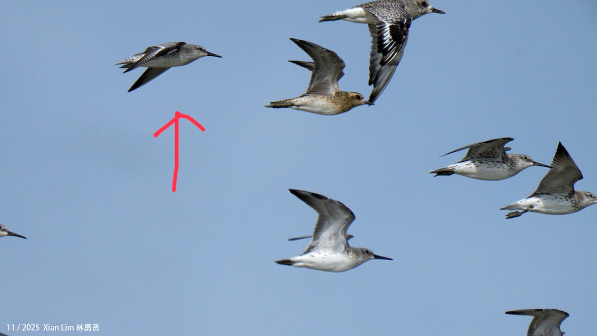 Red Knot - ML646348163