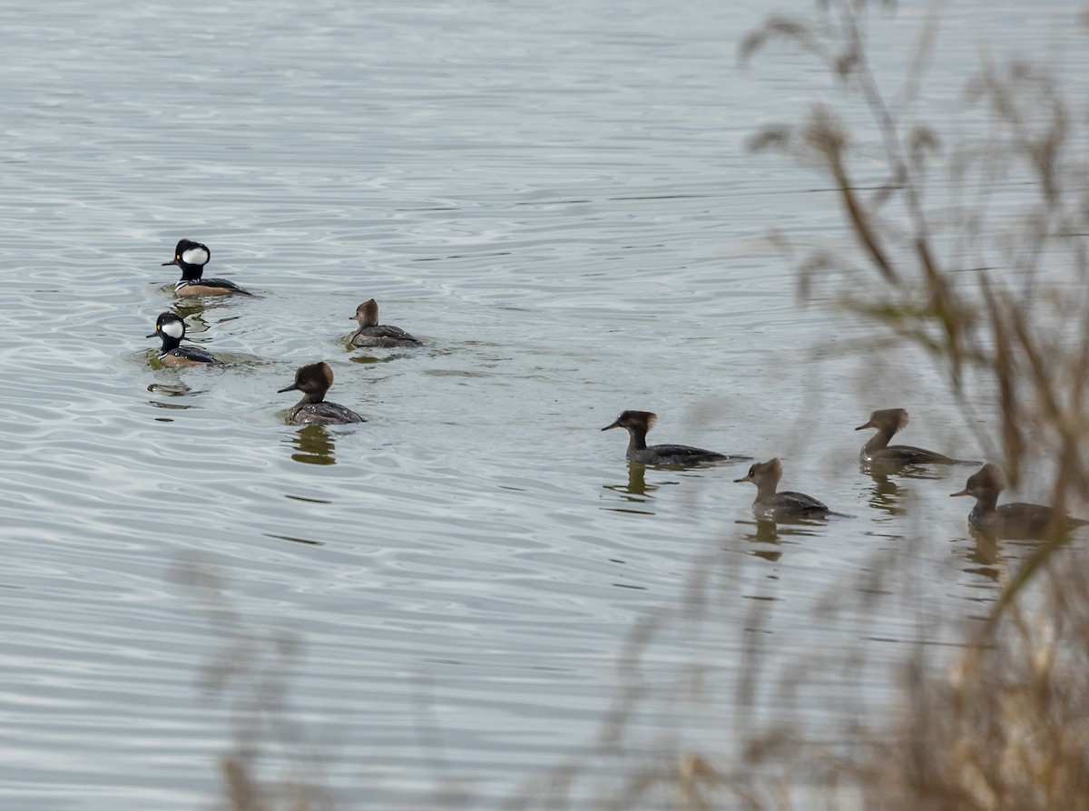 Serreta Capuchona - ML646348172