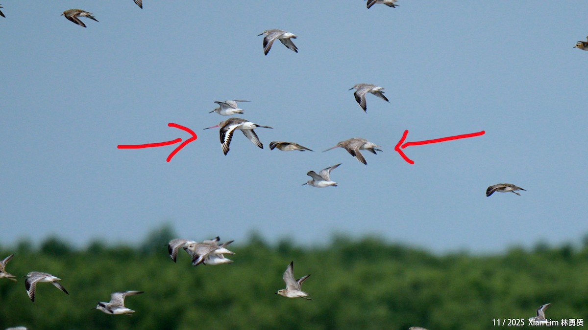 Black-tailed Godwit (bohaii) - ML646348176