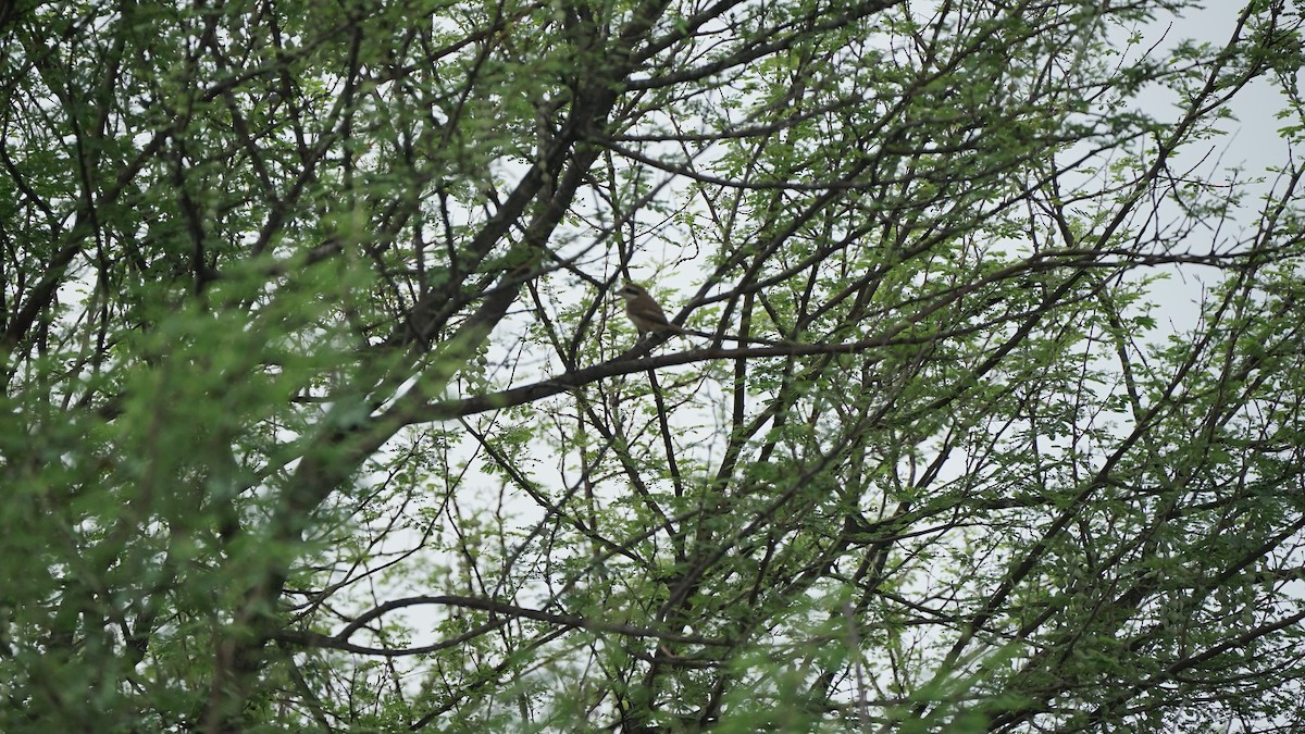 Alcaudón Pardo - ML646348177