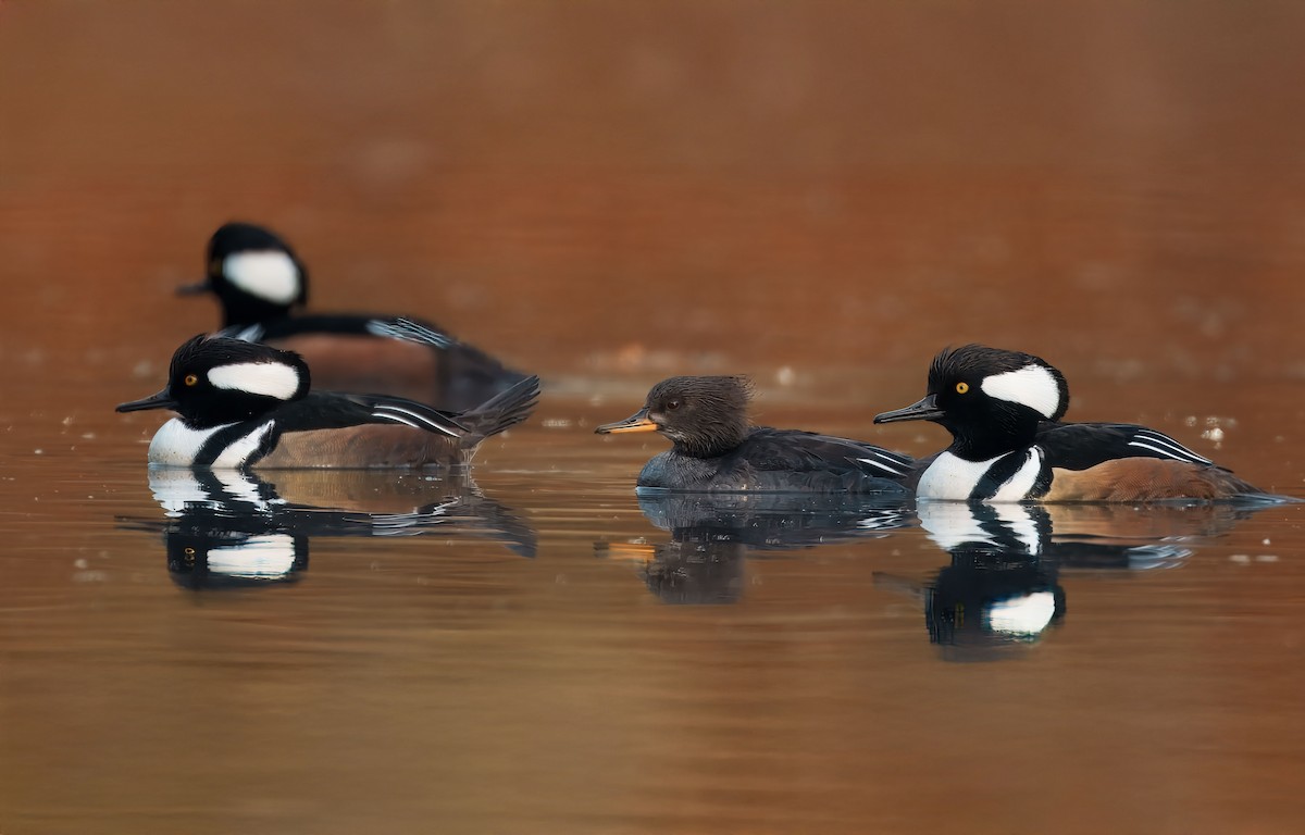 Hooded Merganser - ML646348179