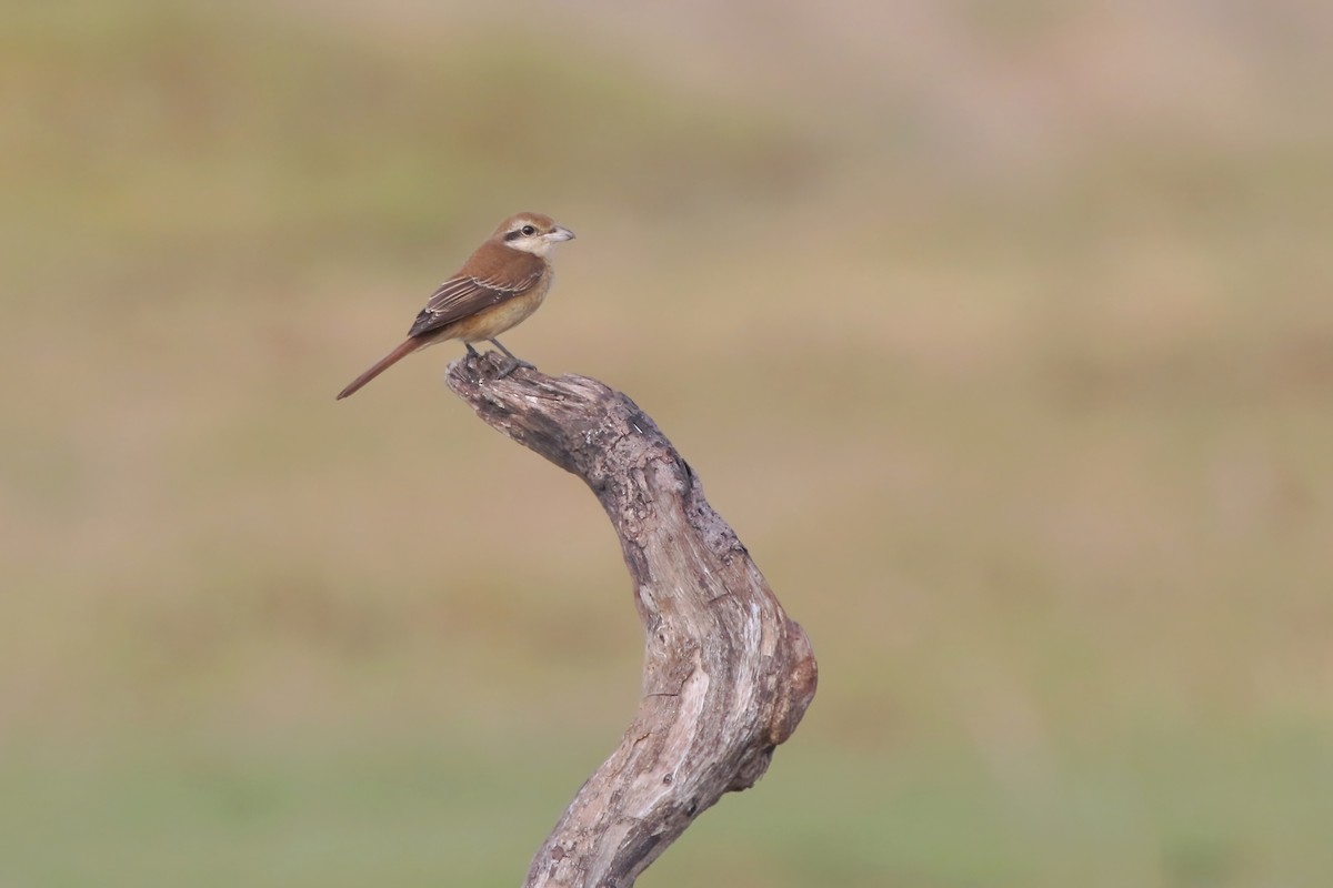 ťuhýk hnědý - ML646348180