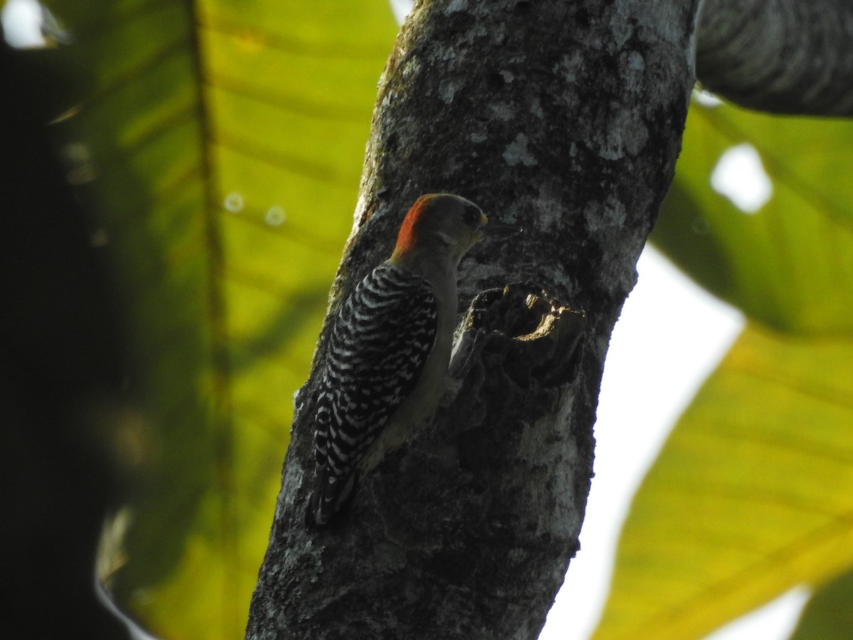 Red-crowned Woodpecker - ML646348181
