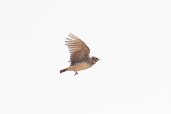 חוגת עצים - ML646348183