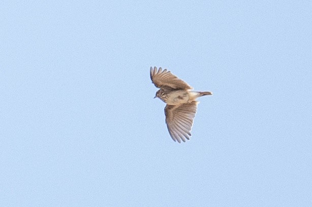 חוגת עצים - ML646348186