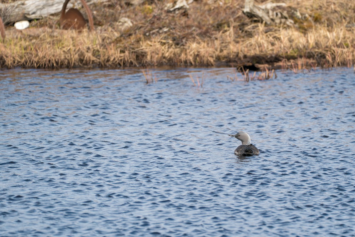 Plongeon catmarin - ML646348189
