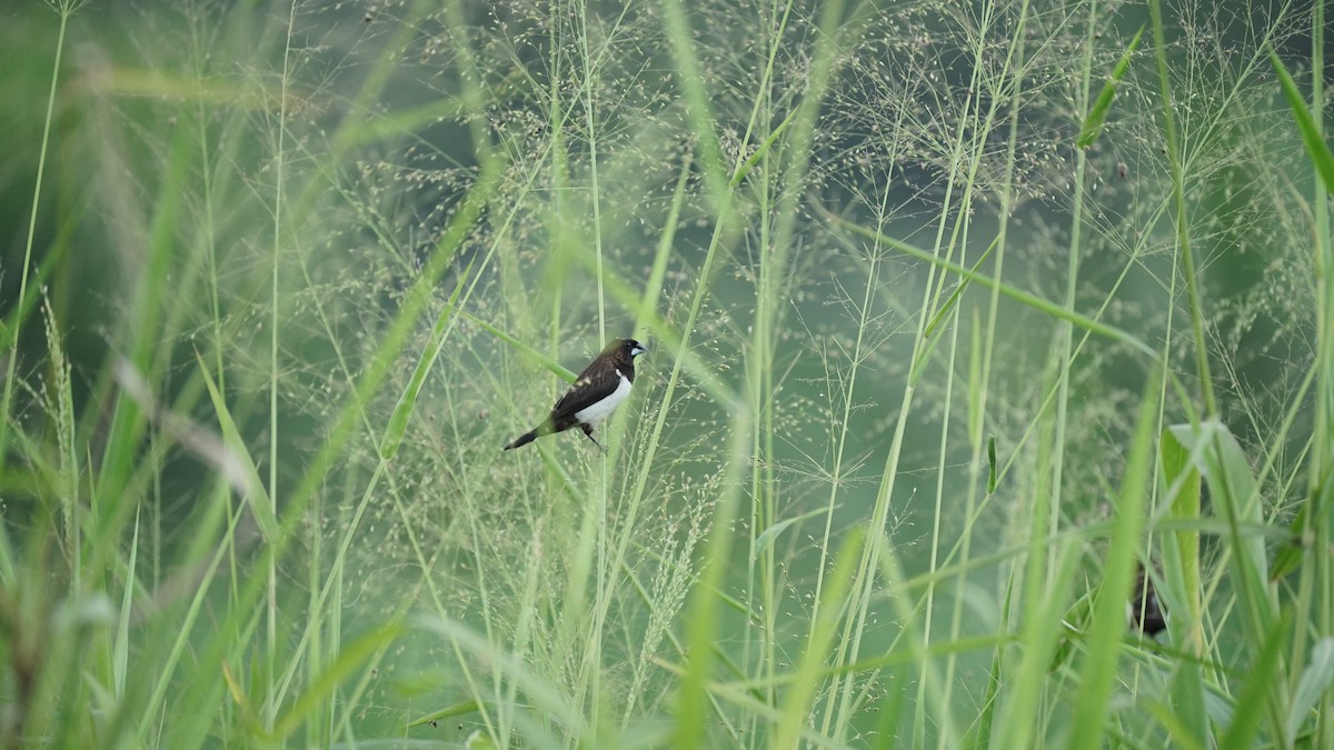 Capuchino Culiblanco - ML646348191