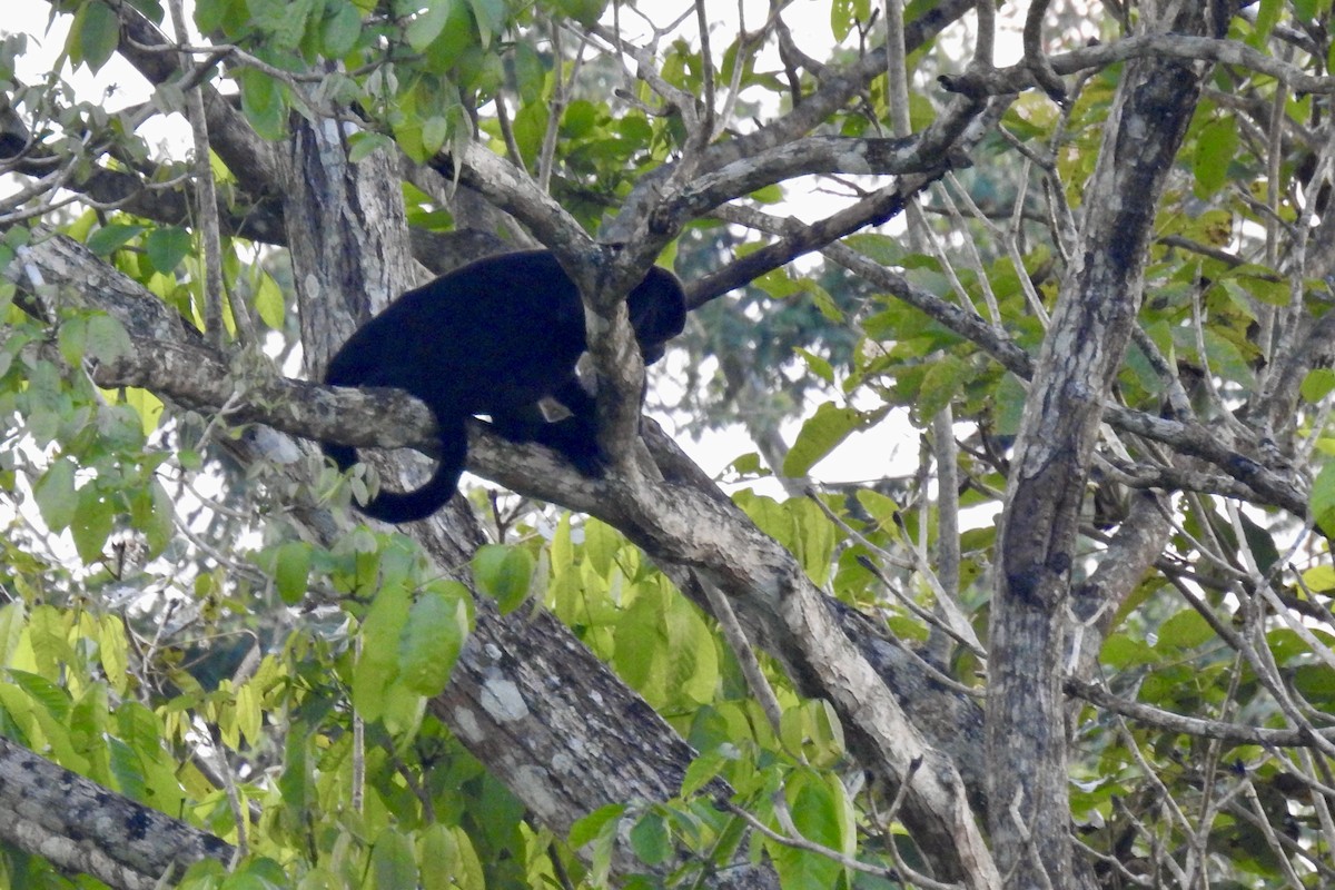 Mantled Howler Monkey - ML646348195