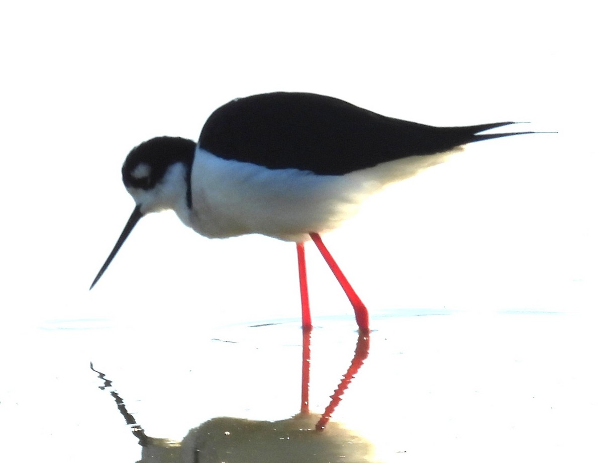 Black-necked Stilt - ML646348200