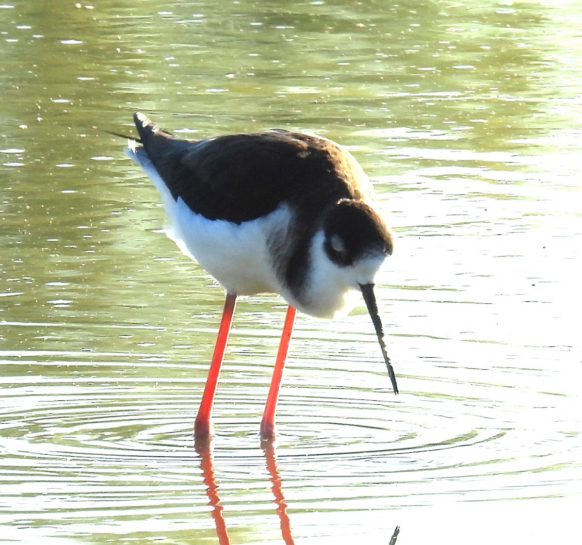 Black-necked Stilt - ML646348201