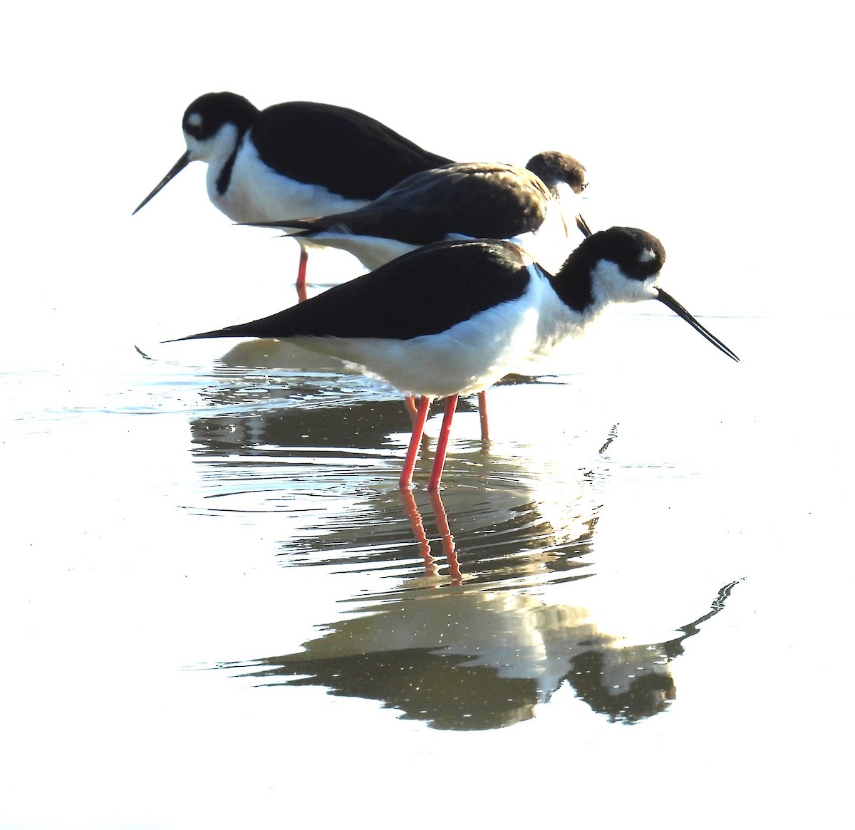 Black-necked Stilt - ML646348202