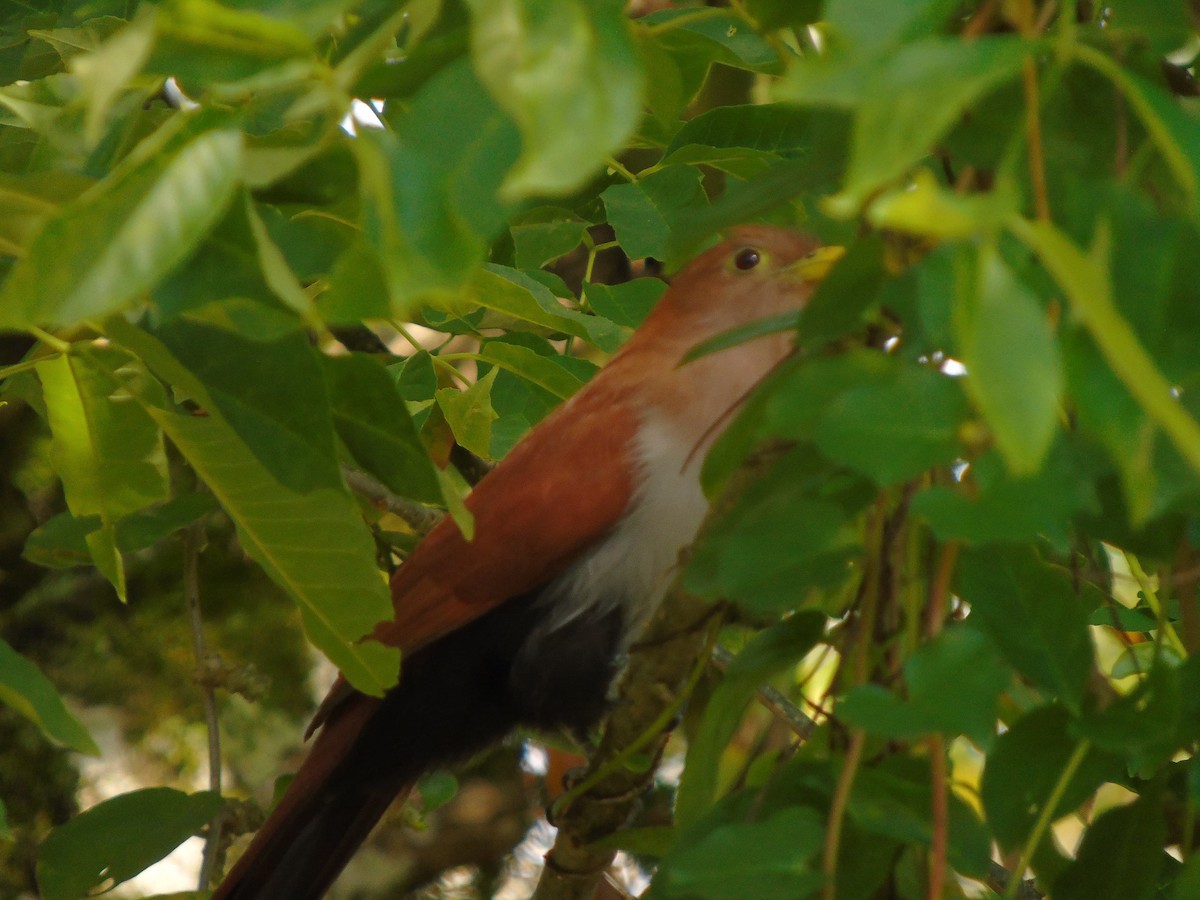 Common Squirrel-Cuckoo - ML646348205