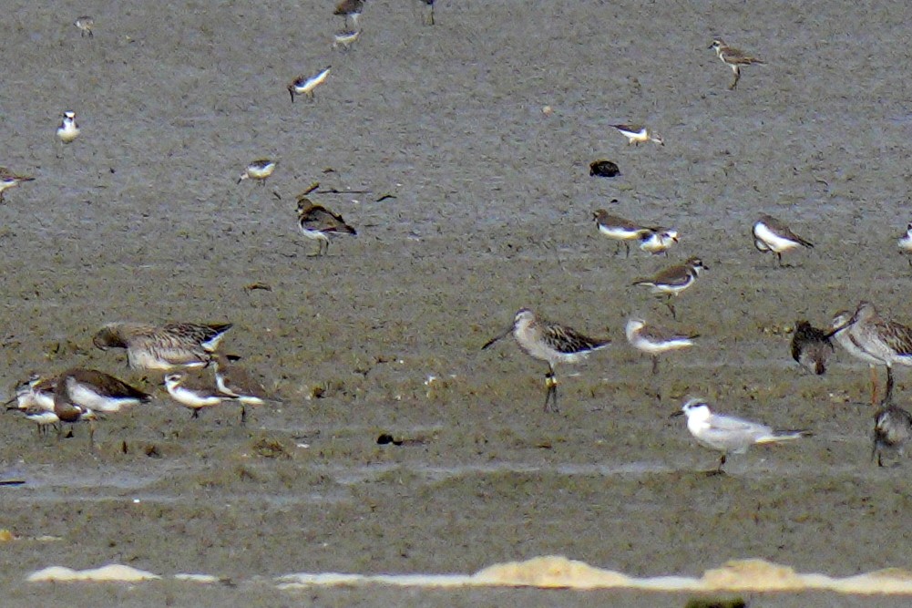 Asian Dowitcher - ML646348207