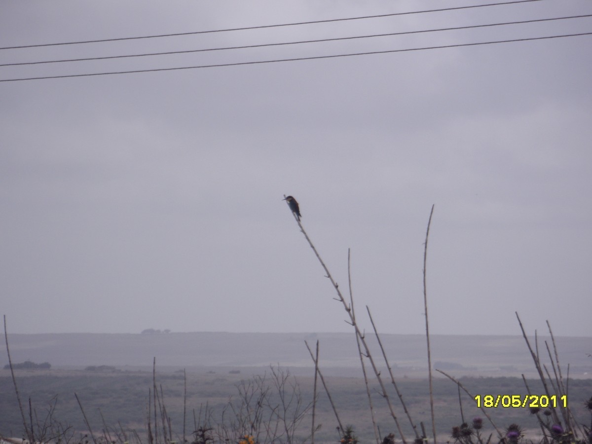 Erle-txori eurasiarra - ML646348210