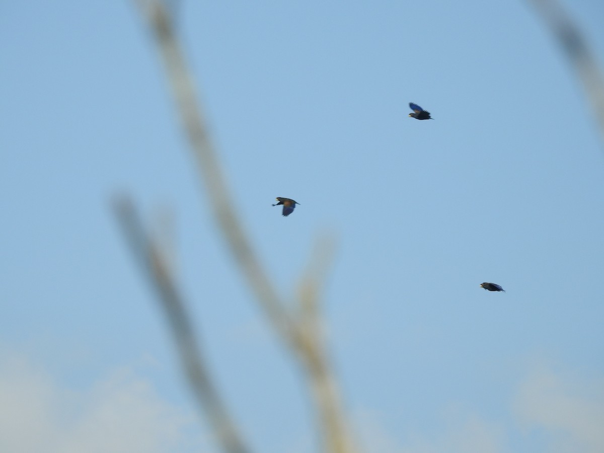 Spectacled Parrotlet - ML646348211