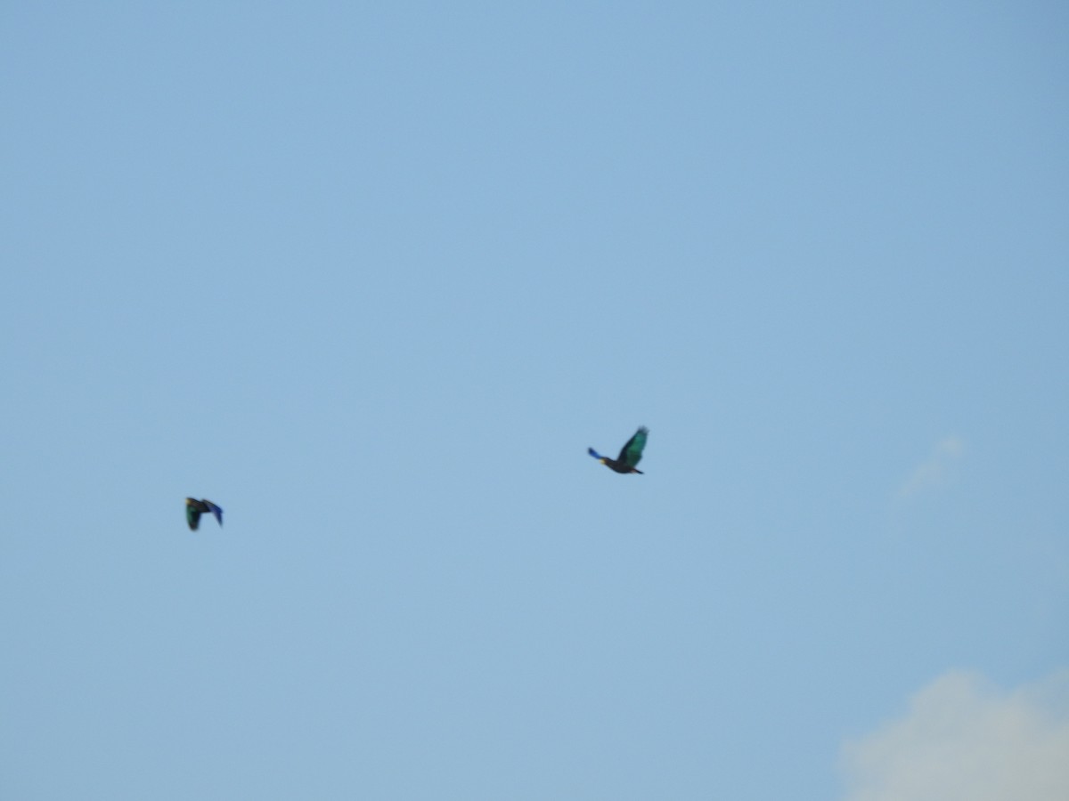 Spectacled Parrotlet - ML646348212
