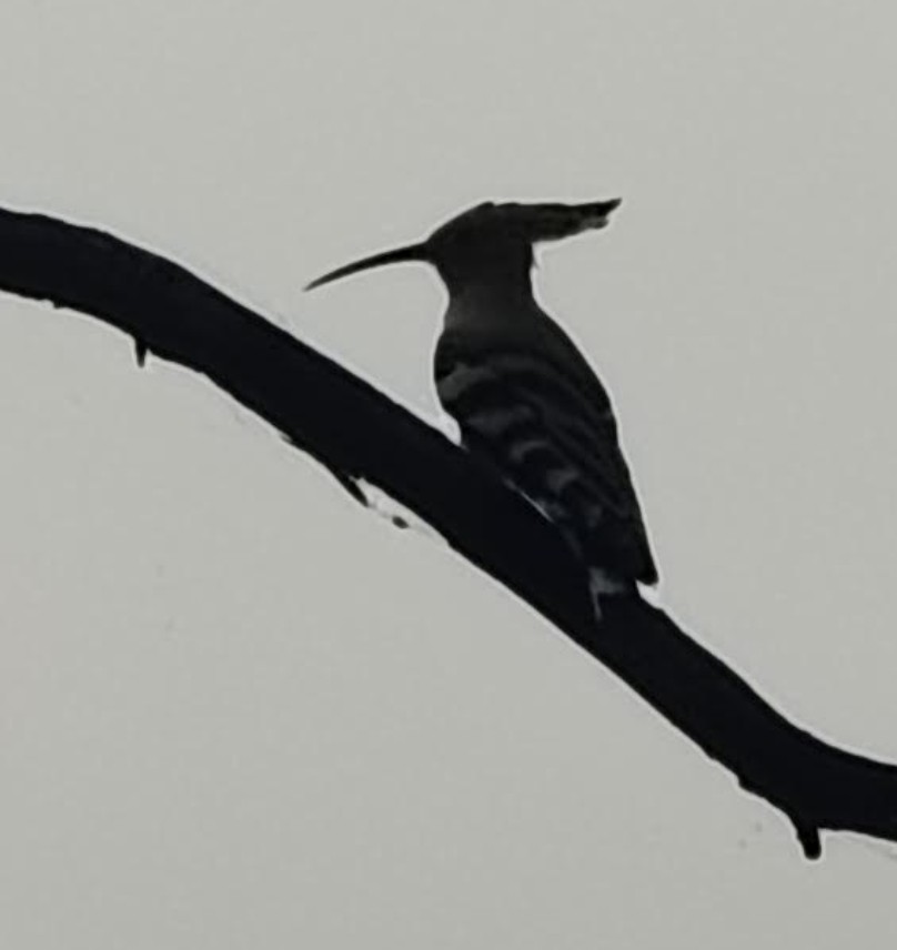 Argi-oilar arrunta - ML646348214