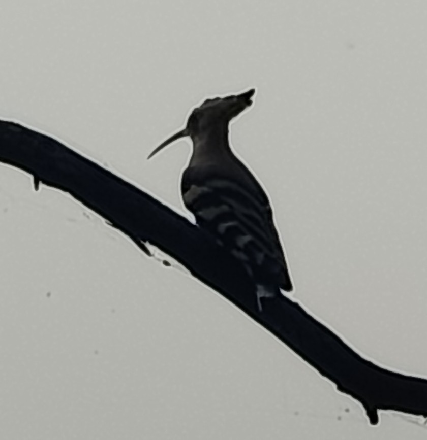 Argi-oilar arrunta - ML646348215