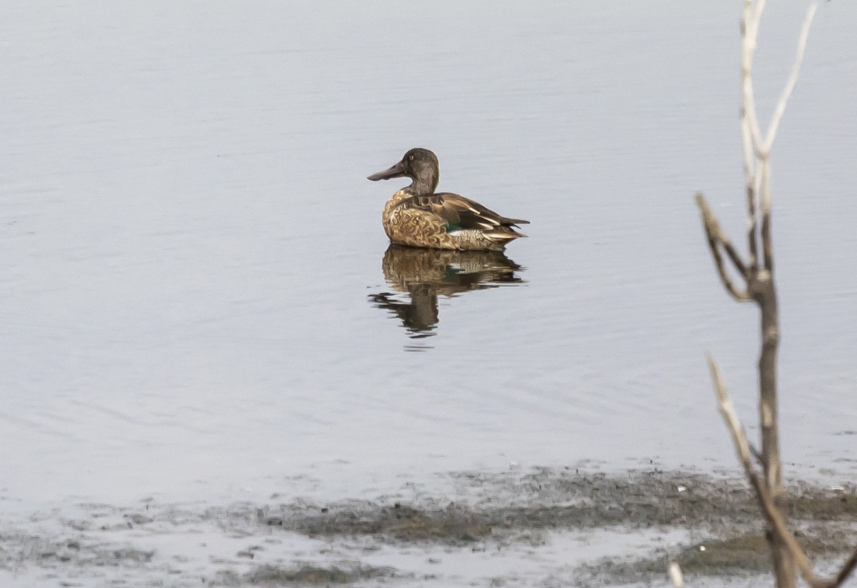 Ahate mokozabal zuria - ML646348217