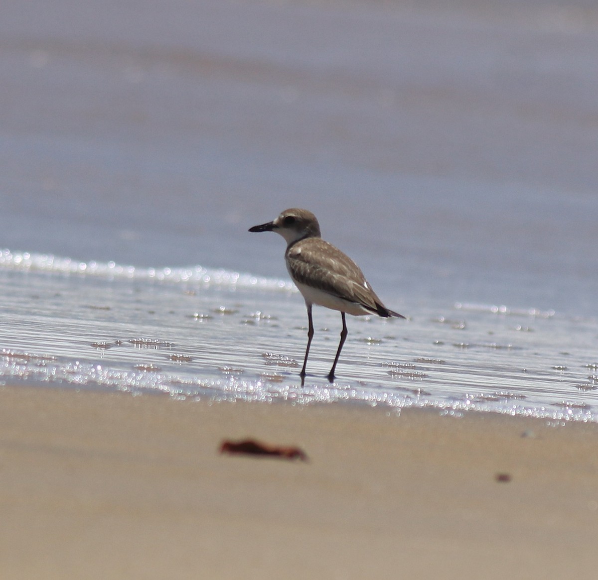 Leschenault txirritxoa - ML646348219