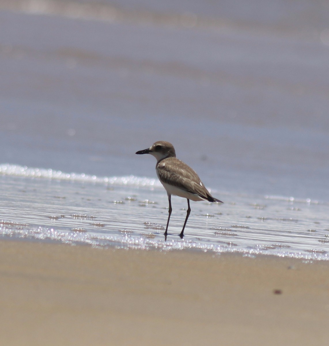 Leschenault txirritxoa - ML646348220