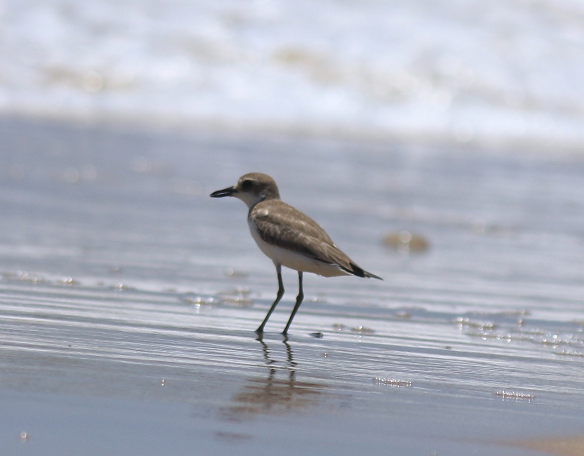 Leschenault txirritxoa - ML646348221