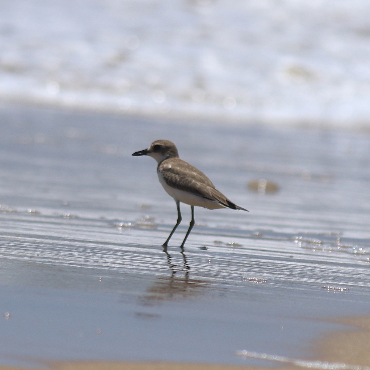 Leschenault txirritxoa - ML646348222