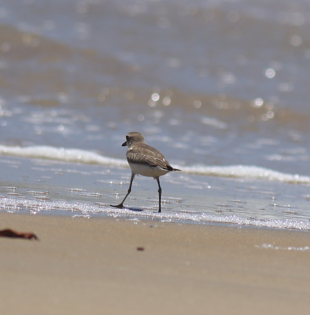 Leschenault txirritxoa - ML646348223