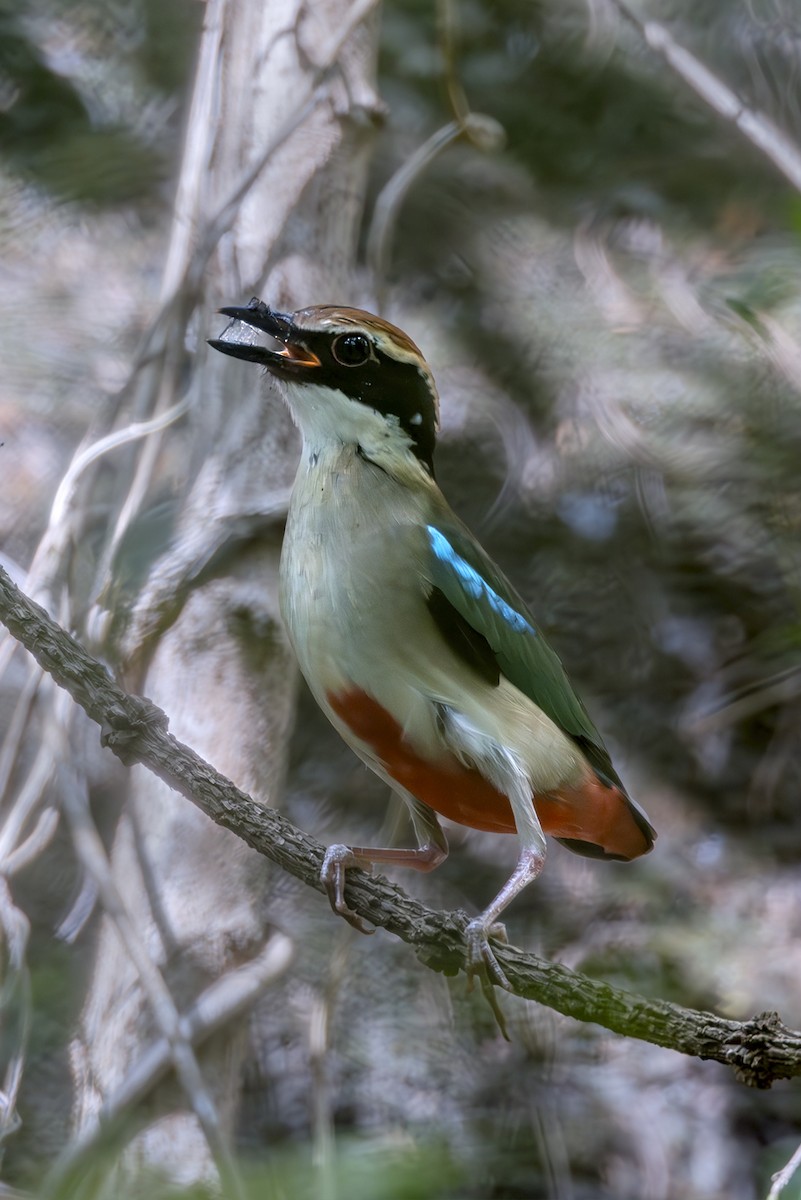 Fairy Pitta - ML646348224