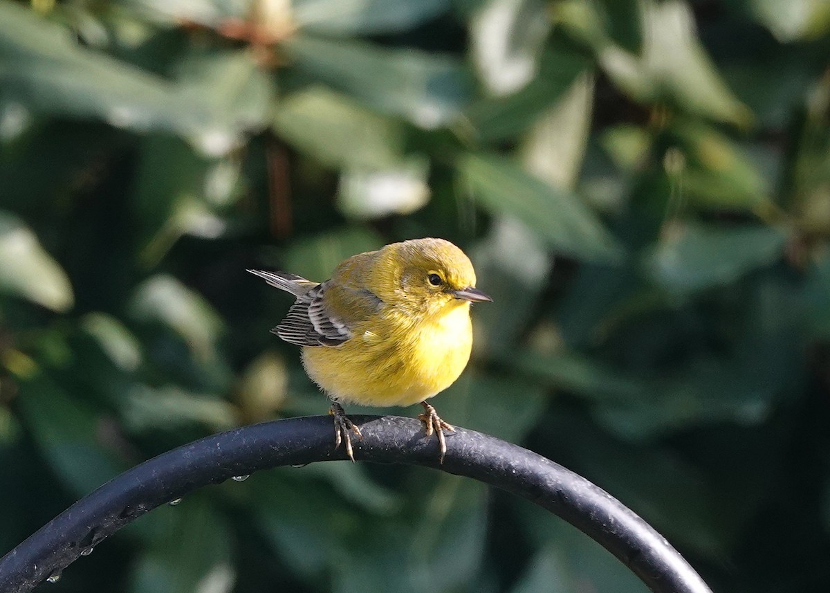 Pine Warbler - ML646348225