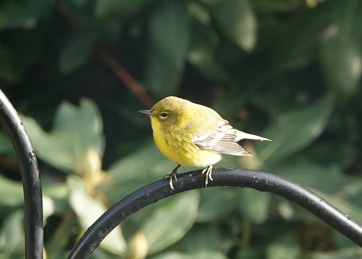 Pine Warbler - ML646348226