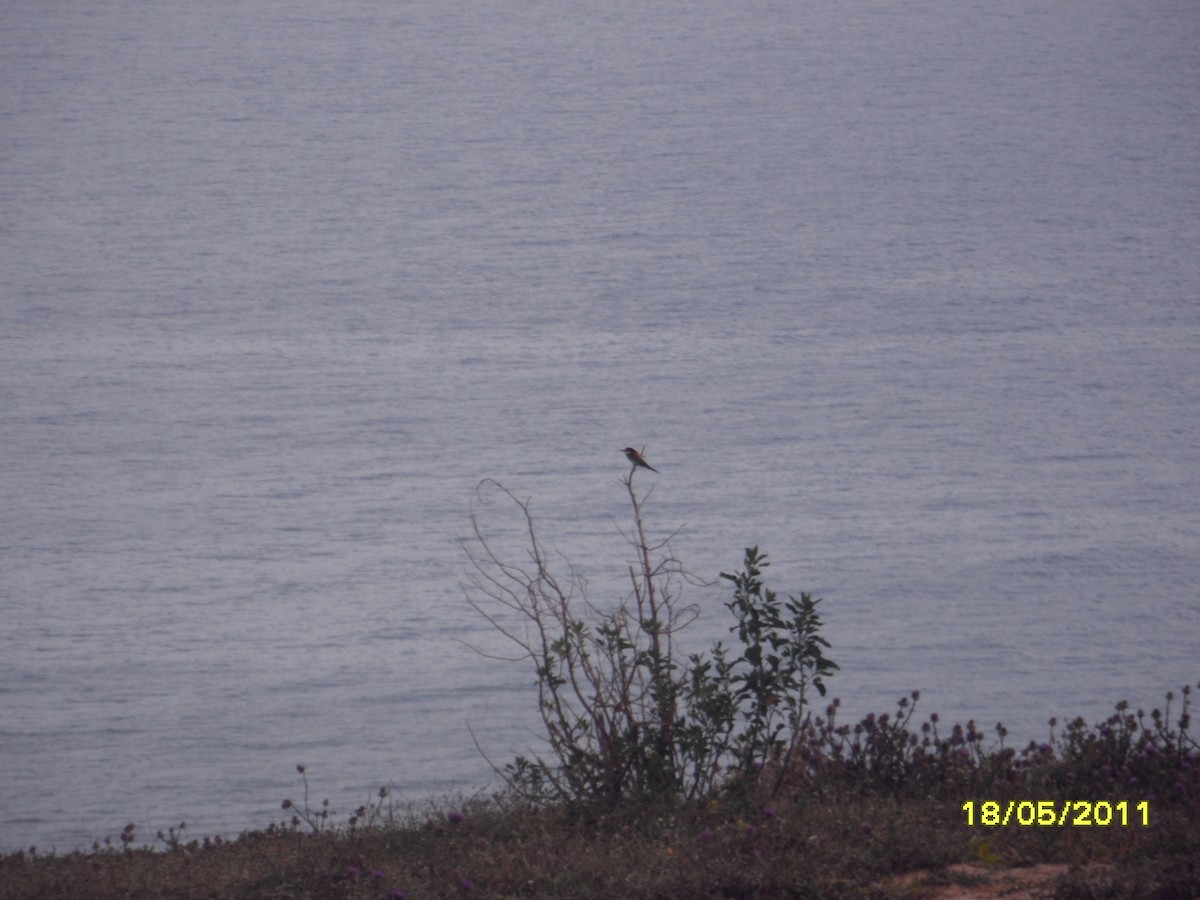 Erle-txori eurasiarra - ML646348227