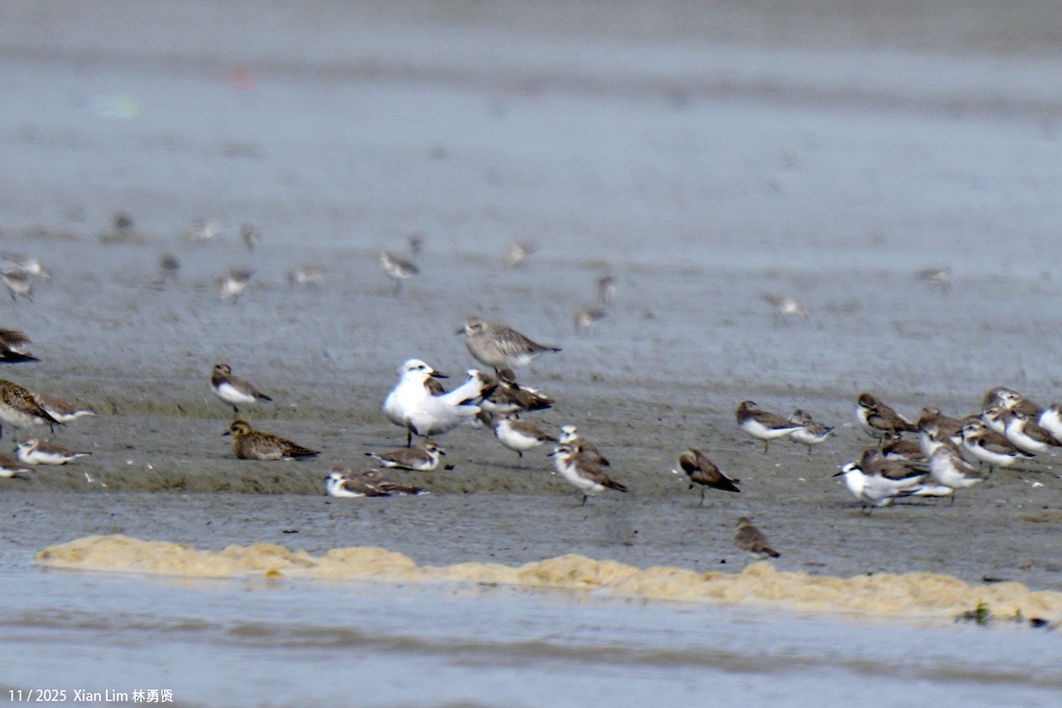 Txenada mokobeltza - ML646348228