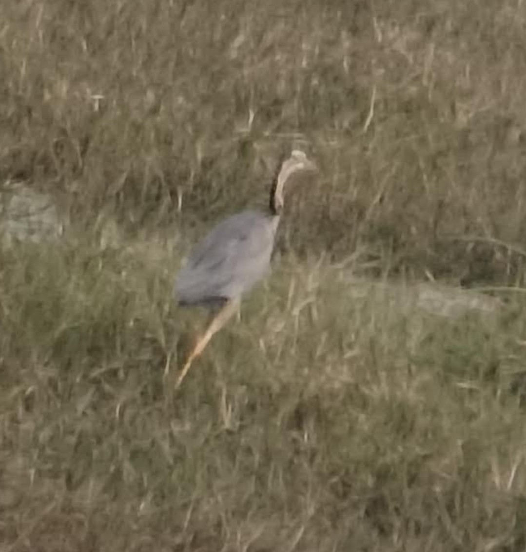 Koartza gorria - ML646348229