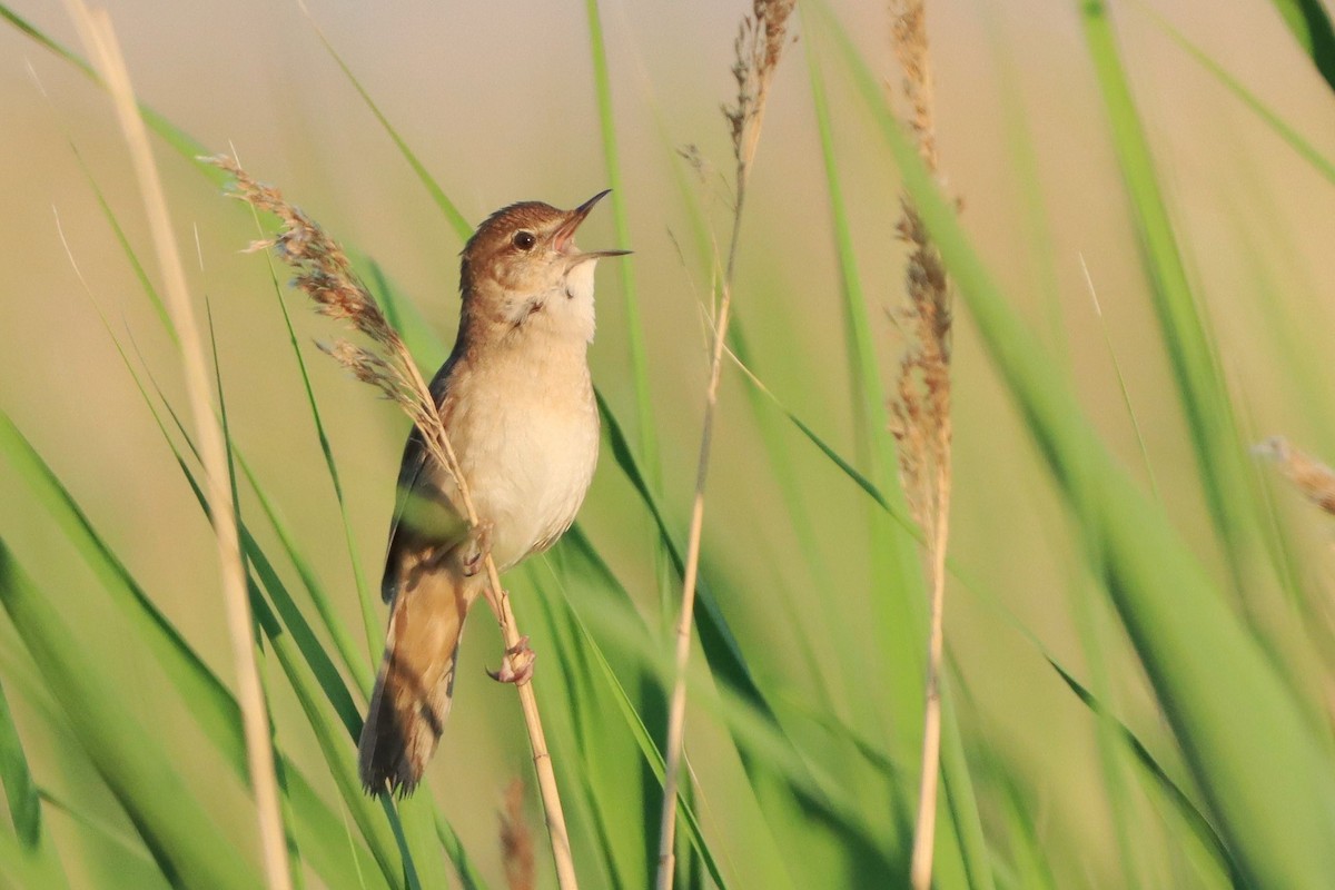 Benarriz gorrizta - ML646348237