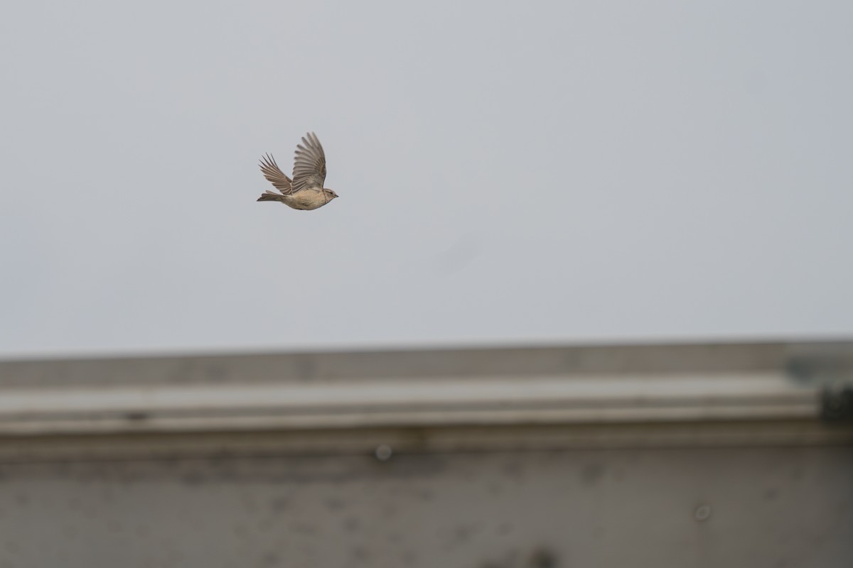 American Tree Sparrow - ML646348238