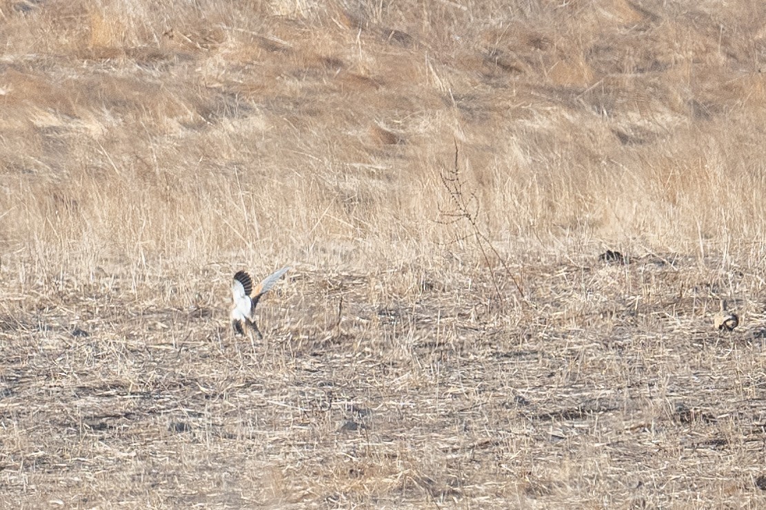 Ganga azpibeltza - ML646348239