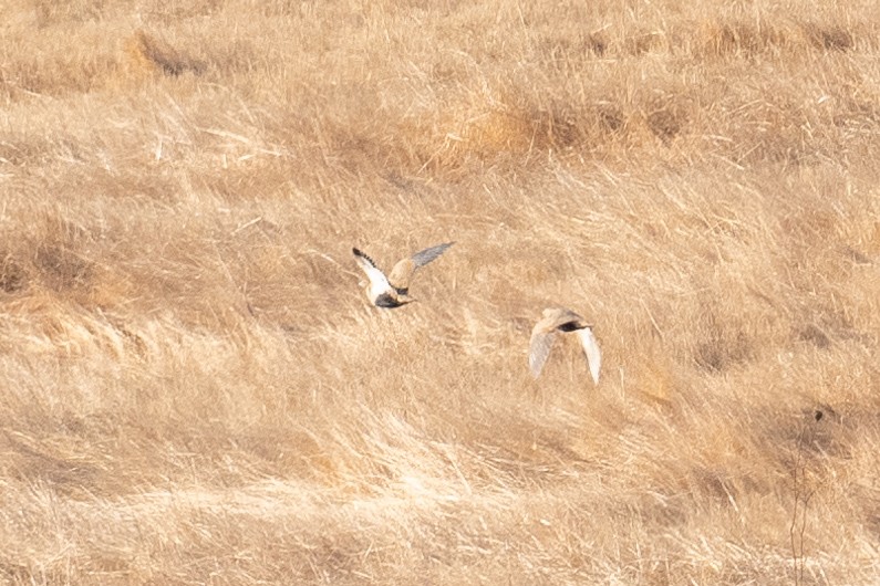 Ganga azpibeltza - ML646348240