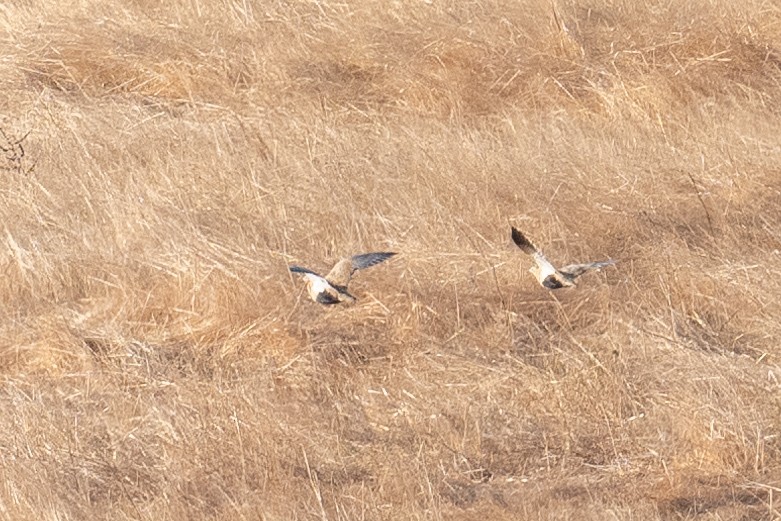 Ganga azpibeltza - ML646348241