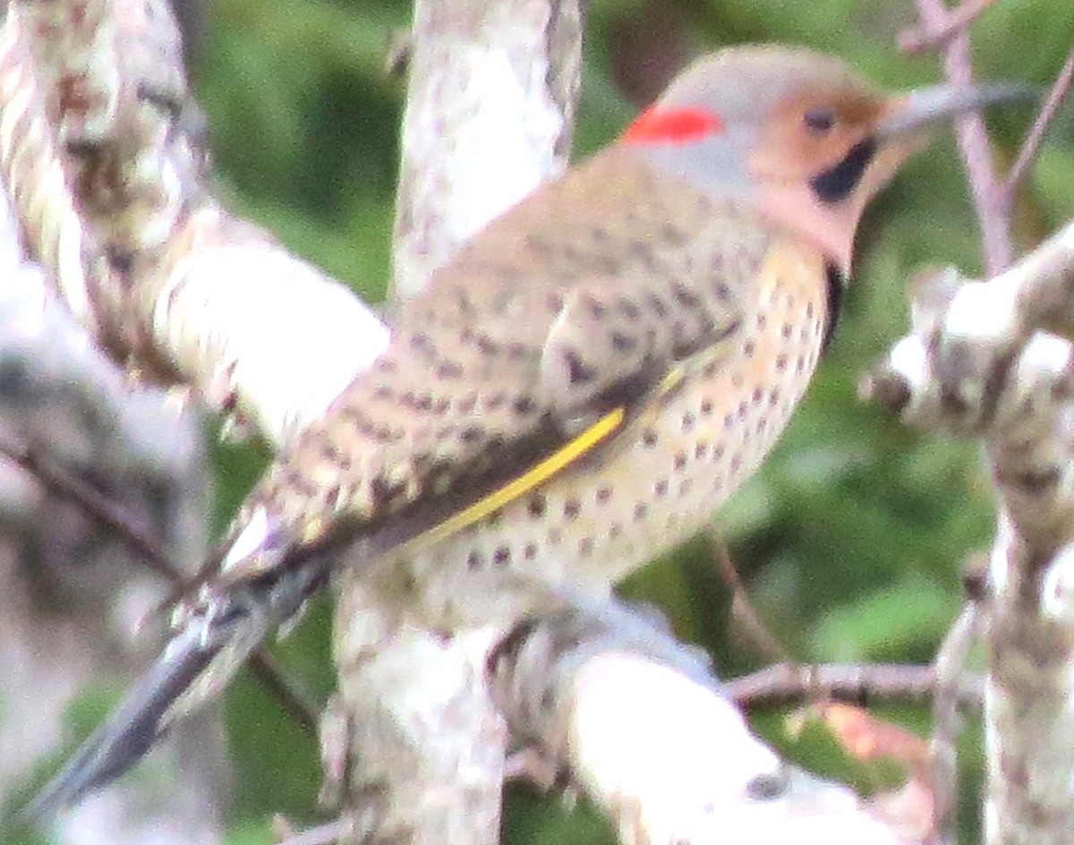 Northern Flicker - ML646348242
