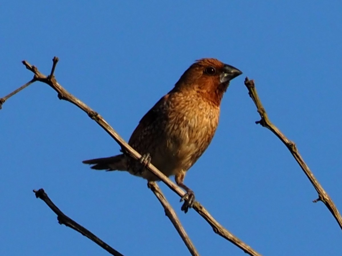 Scaly-breasted Munia - ML646348243