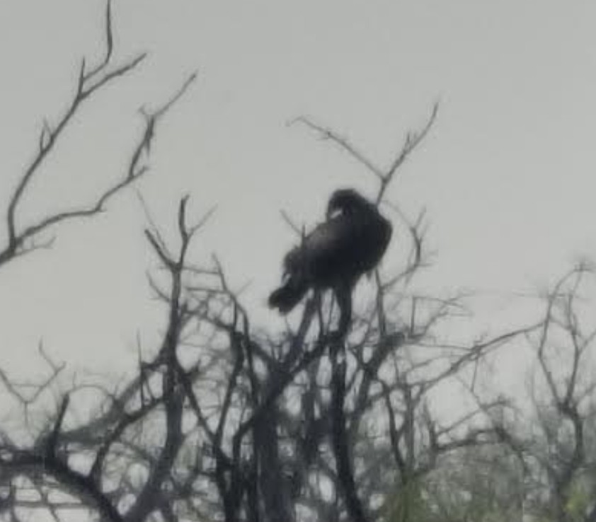 Estepa-arranoa - ML646348244