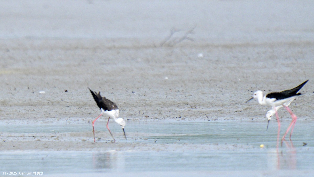 Zankaluze eurasiarra - ML646348249