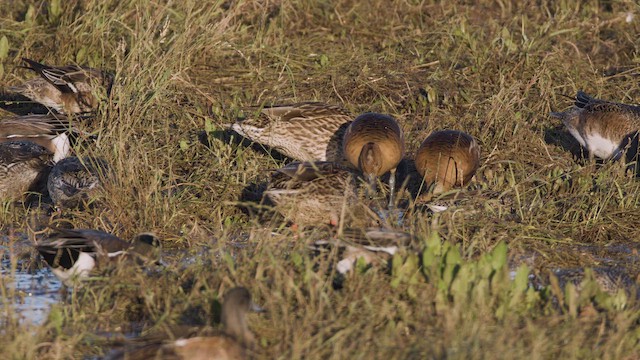 husička bažinná - ML646348254