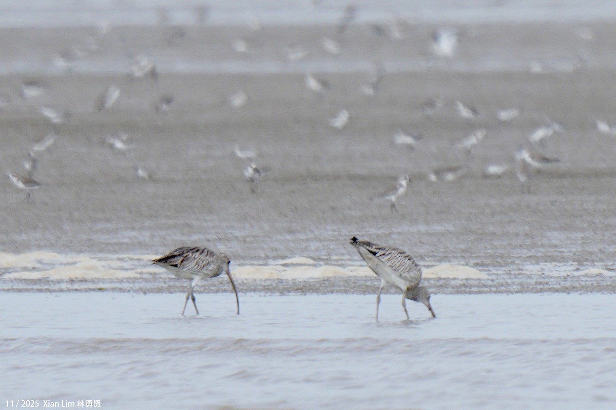 Eurasian Curlew - ML646348255