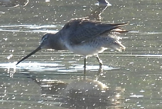 Long-billed Dowitcher - ML646348257