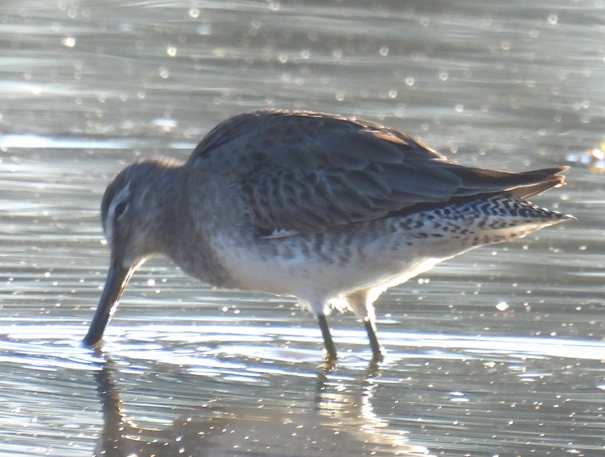Long-billed Dowitcher - ML646348258
