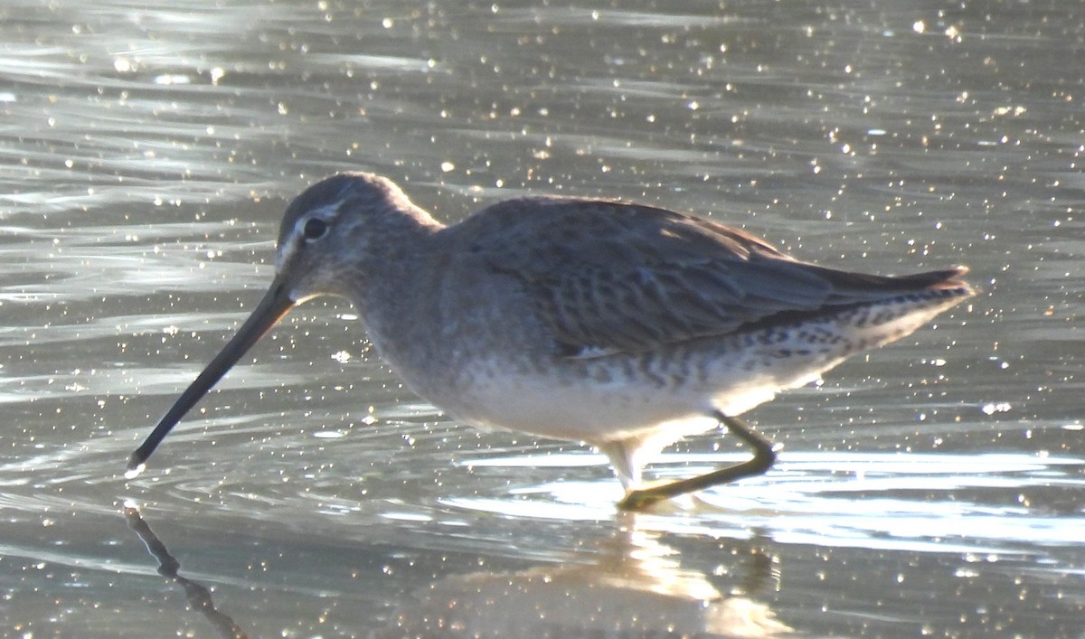 Long-billed Dowitcher - ML646348260