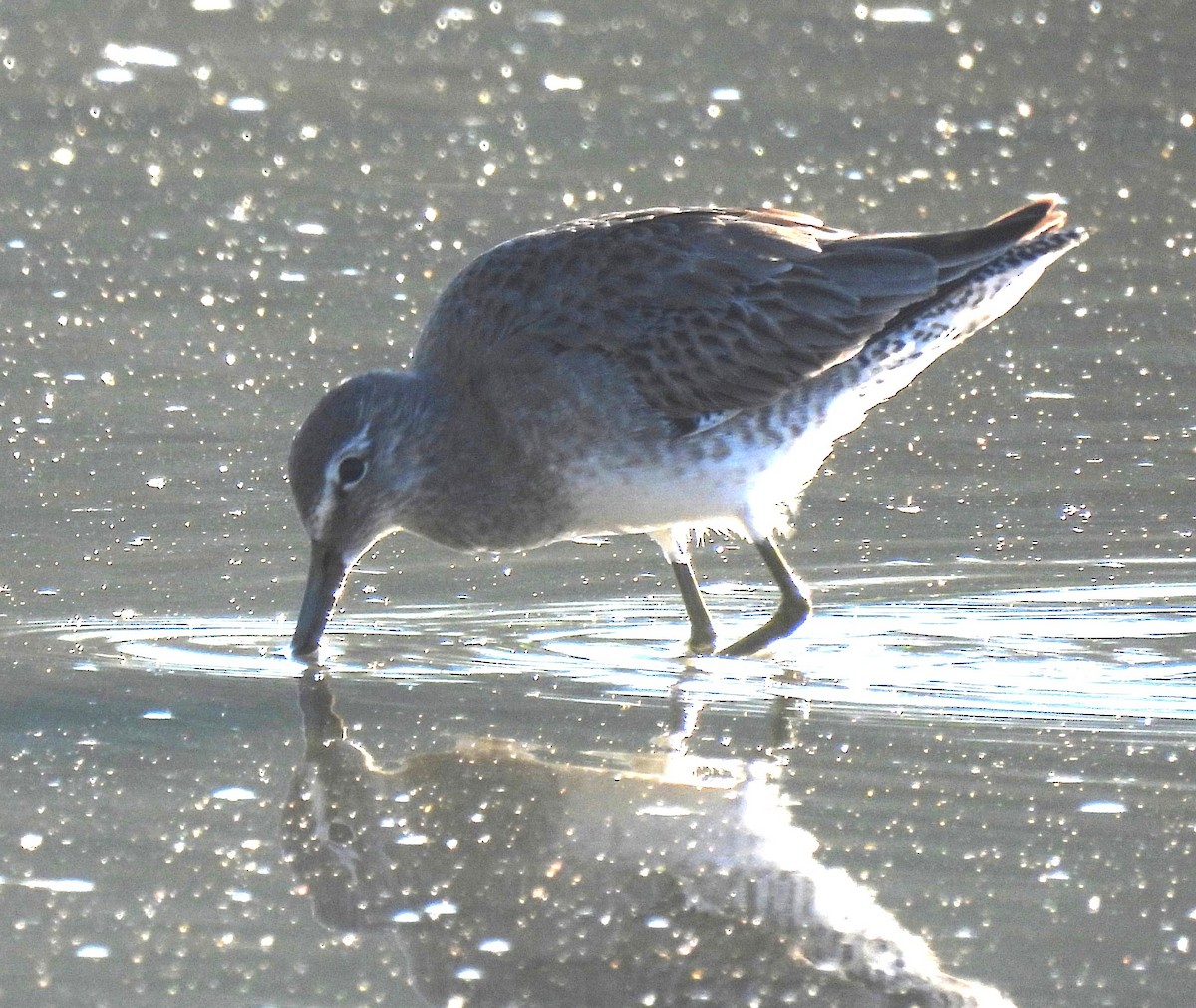 Long-billed Dowitcher - ML646348261