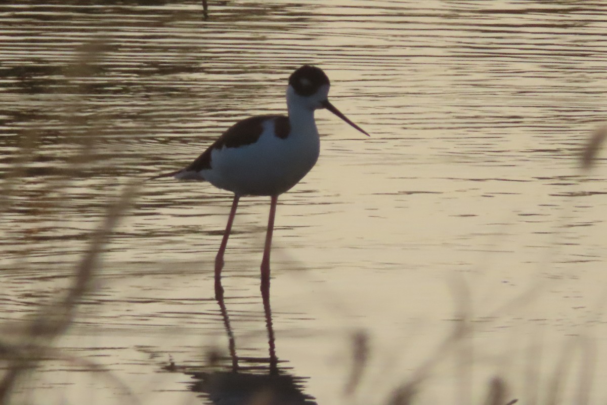 Black-necked Stilt - ML646348263
